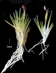 Centrolepis pallida, habit - flowering shoots, each spike showing stigmata and a single extruding anther.
 Image: K.A. Ford © Landcare Research 2013 